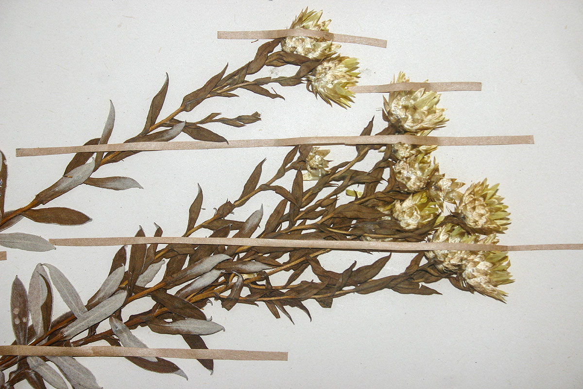 Helichrysum kilimanjari