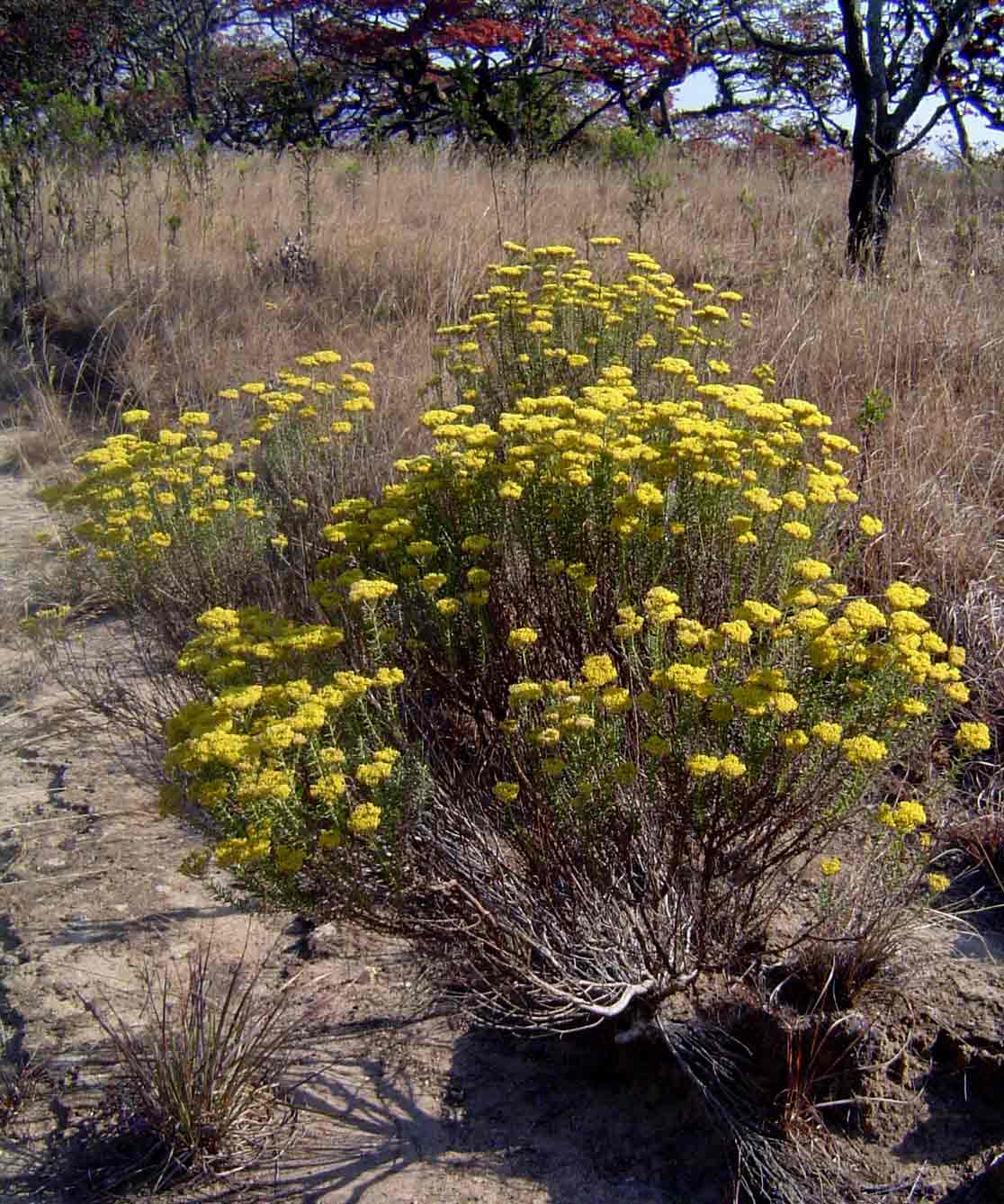 Helichrysum kraussii