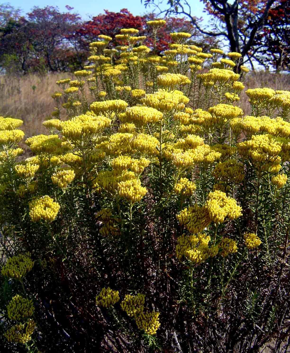 Helichrysum kraussii
