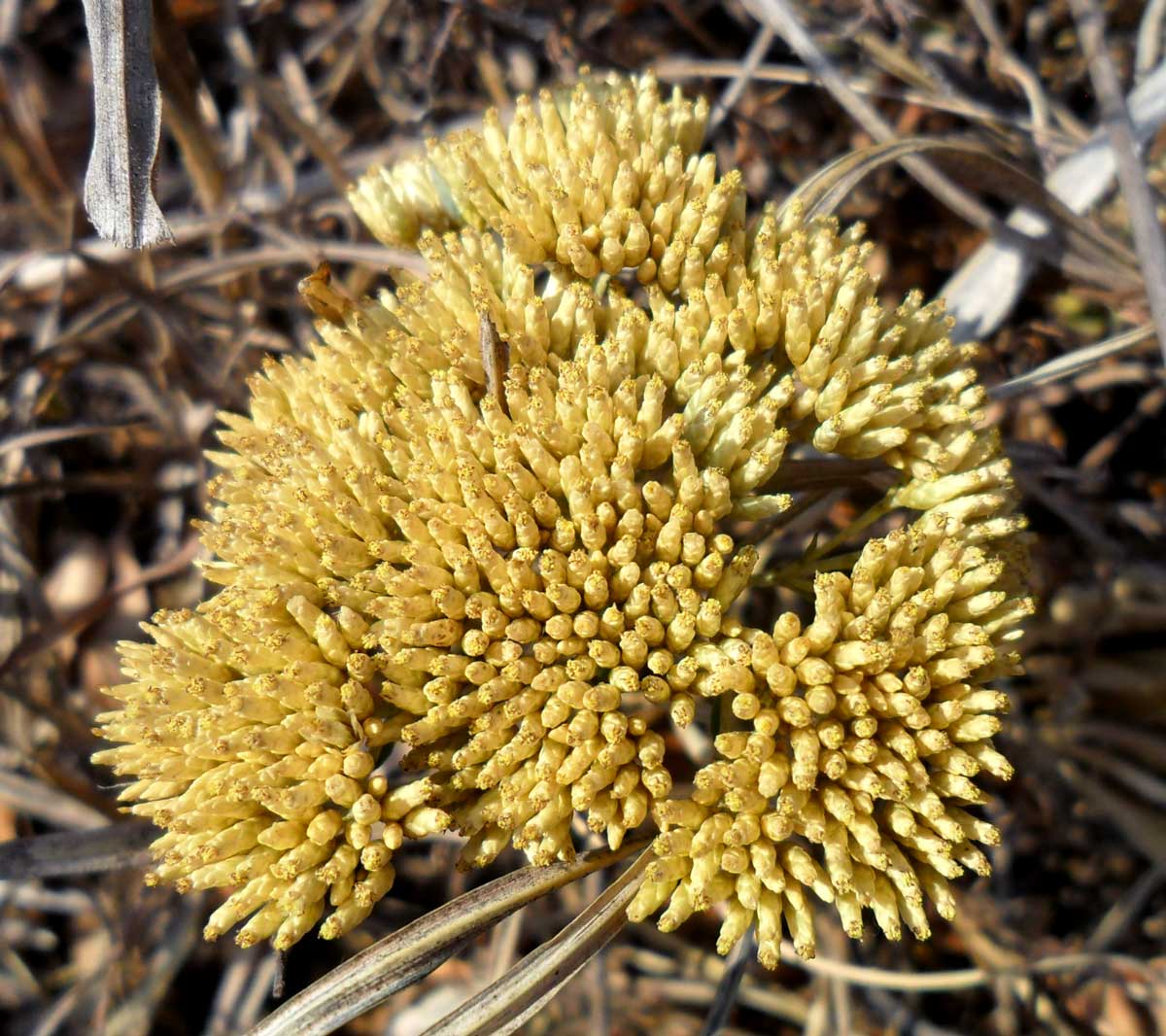 Helichrysum kraussii
