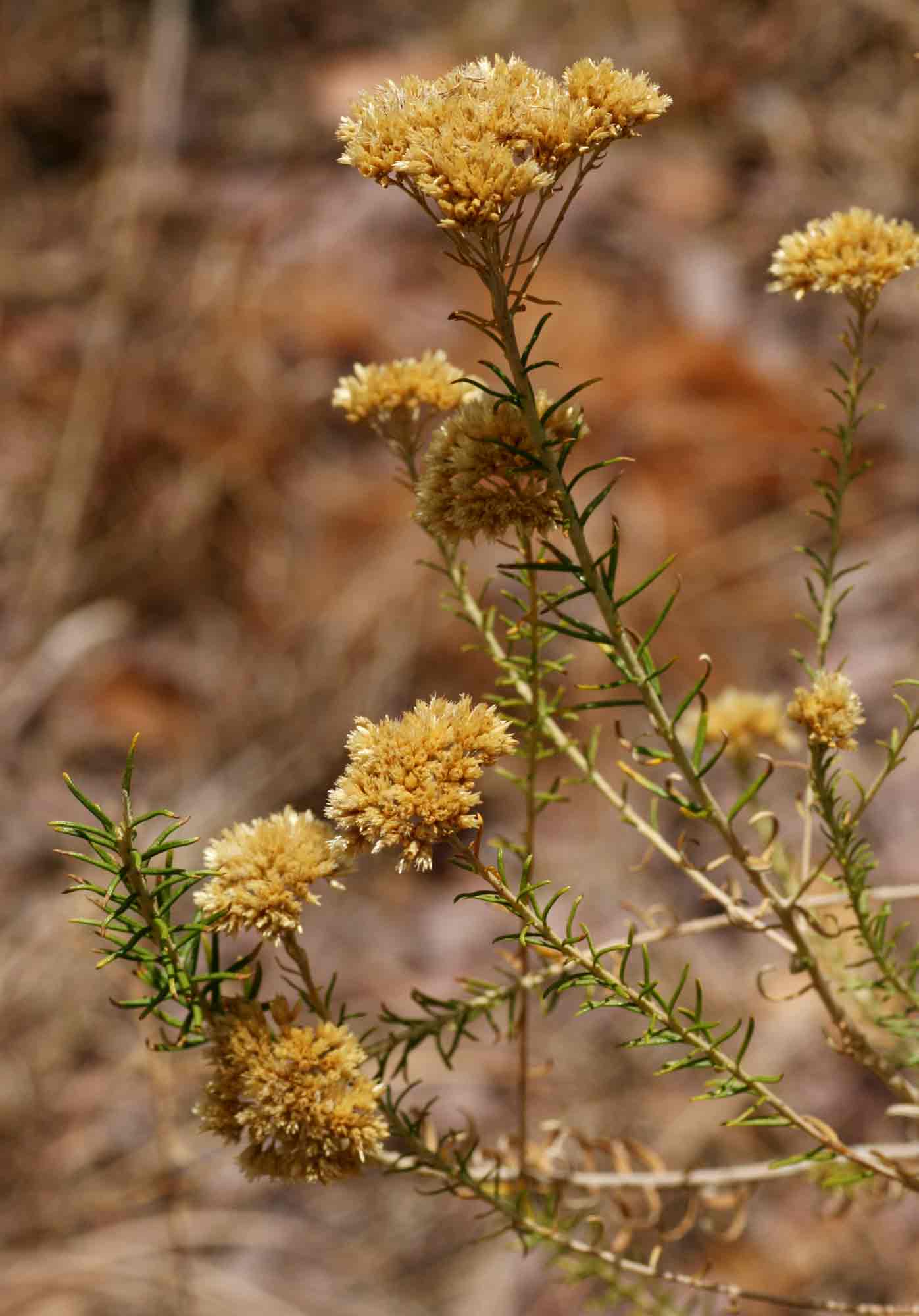 Helichrysum kraussii