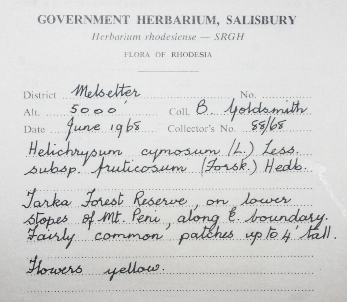 Helichrysum longiramum