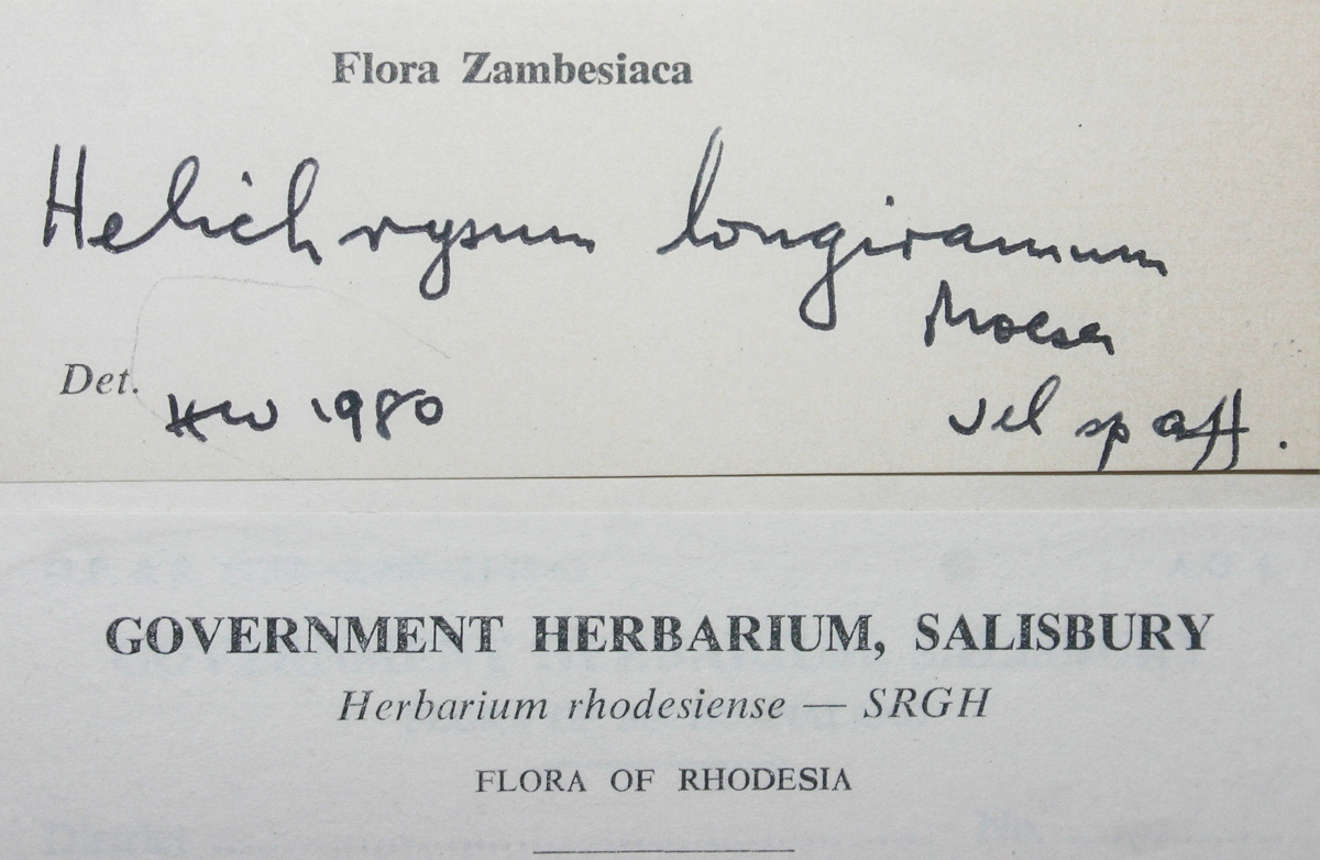 Helichrysum longiramum