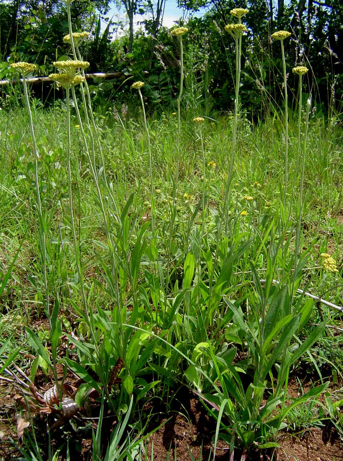 Helichrysum nudifolium var. nudifolium Helichrysum nudifolium var. nudifolium