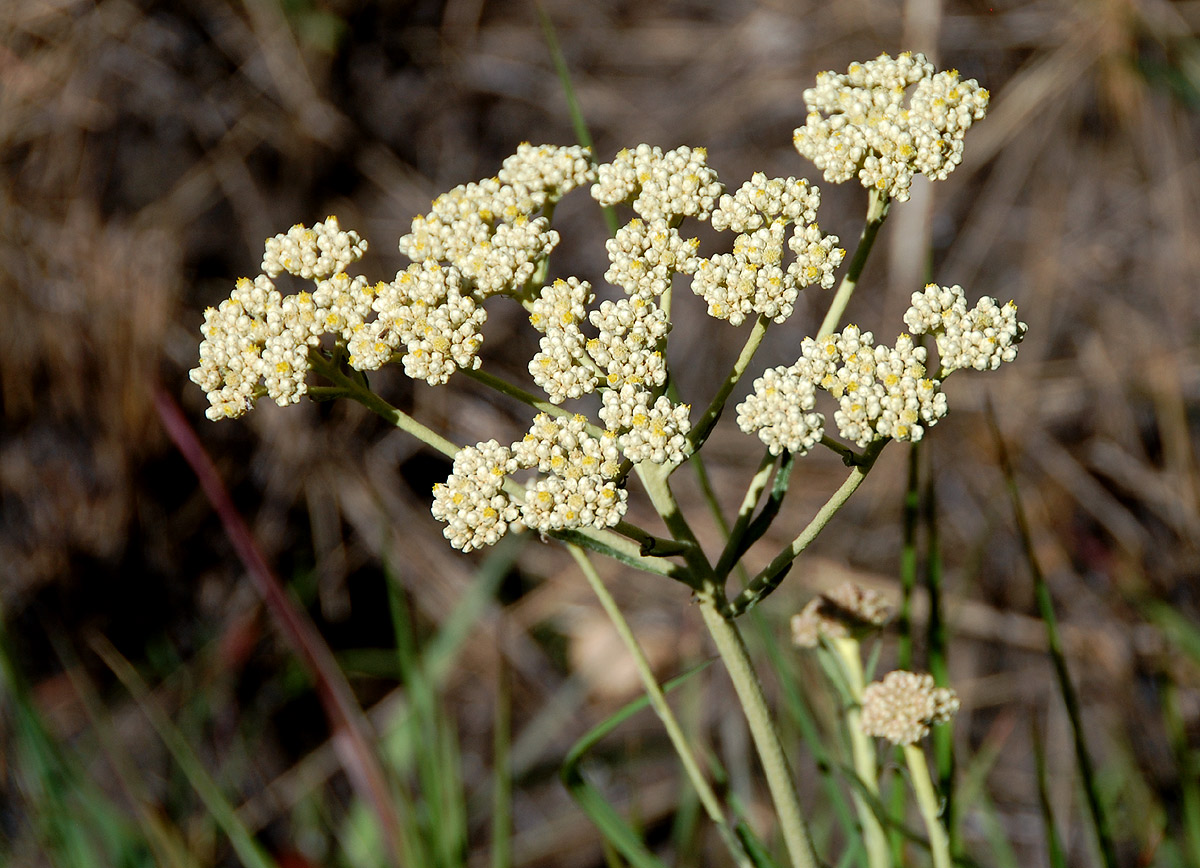 Helichrysum nudifolium var. nudifolium Helichrysum nudifolium var. nudifolium