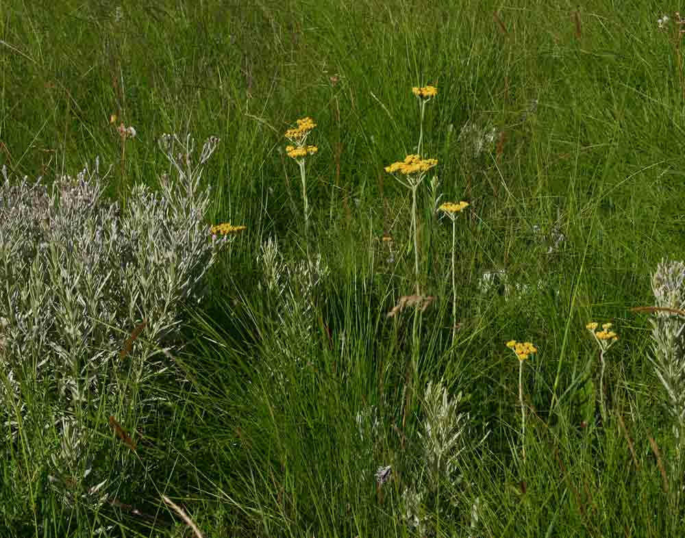 Helichrysum nudifolium var. nudifolium Helichrysum nudifolium var. nudifolium