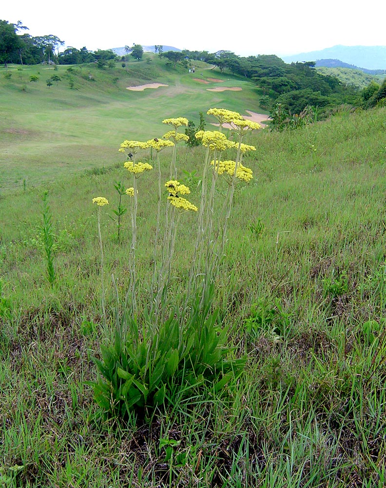 Helichrysum nudifolium var. nudifolium