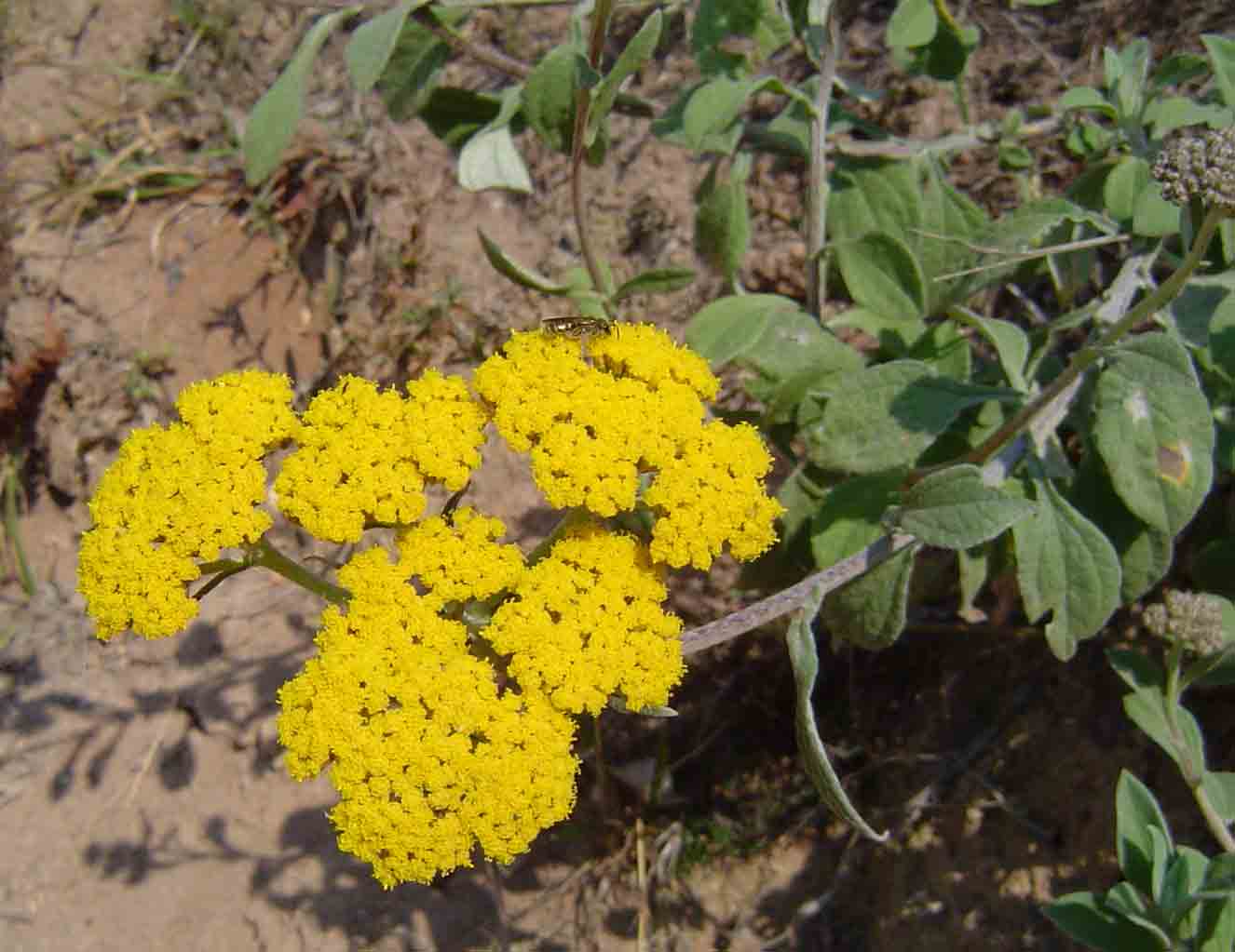 Helichrysum odoratissimum Helichrysum odoratissimum