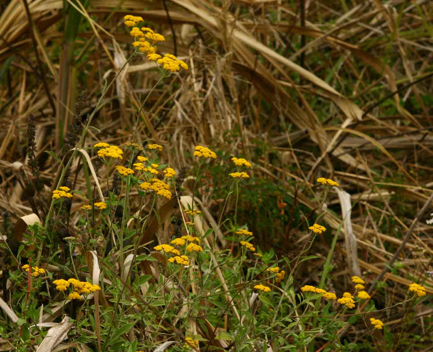 Helichrysum odoratissimum
