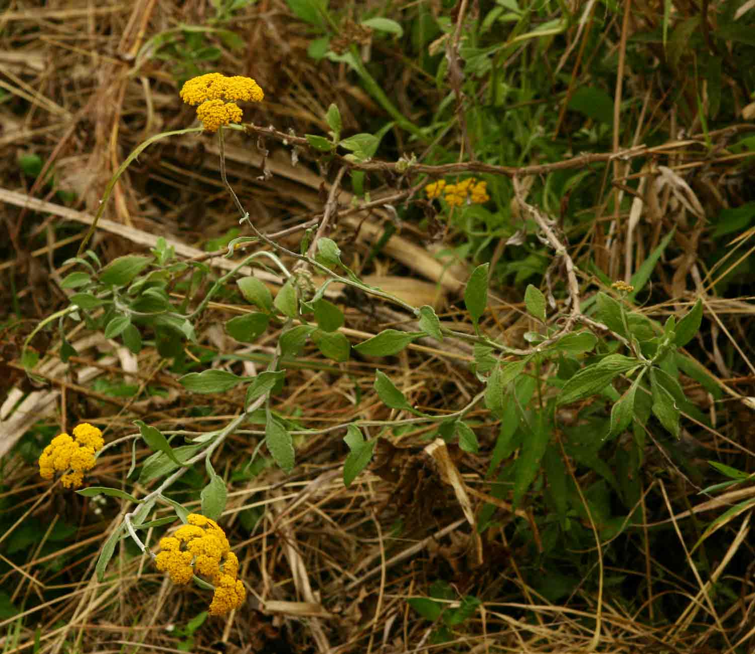 Helichrysum odoratissimum