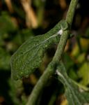 Helichrysum panduratum var. panduratum