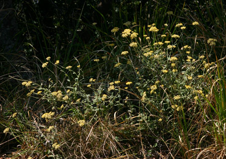 Helichrysum panduratum var. panduratum Helichrysum panduratum var. panduratum