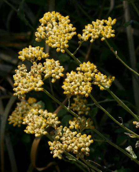 Helichrysum panduratum var. panduratum Helichrysum panduratum var. panduratum