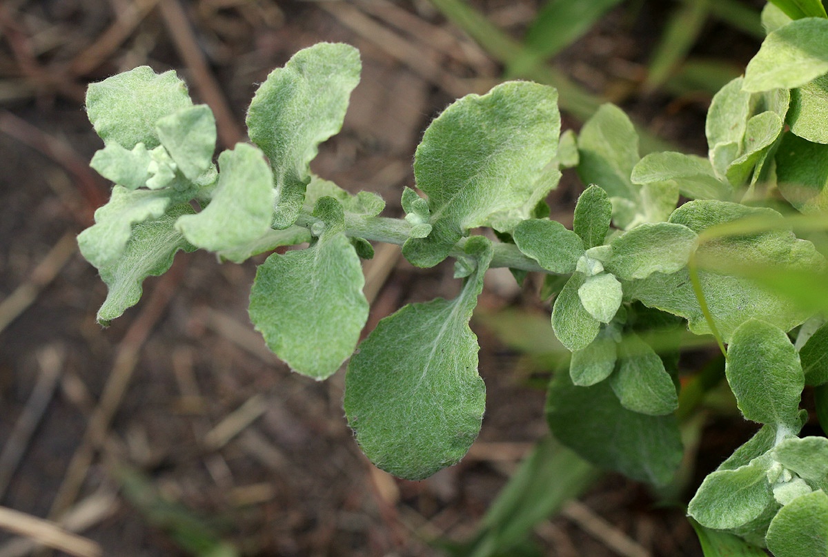 Helichrysum panduratum var. panduratum Helichrysum panduratum var. panduratum