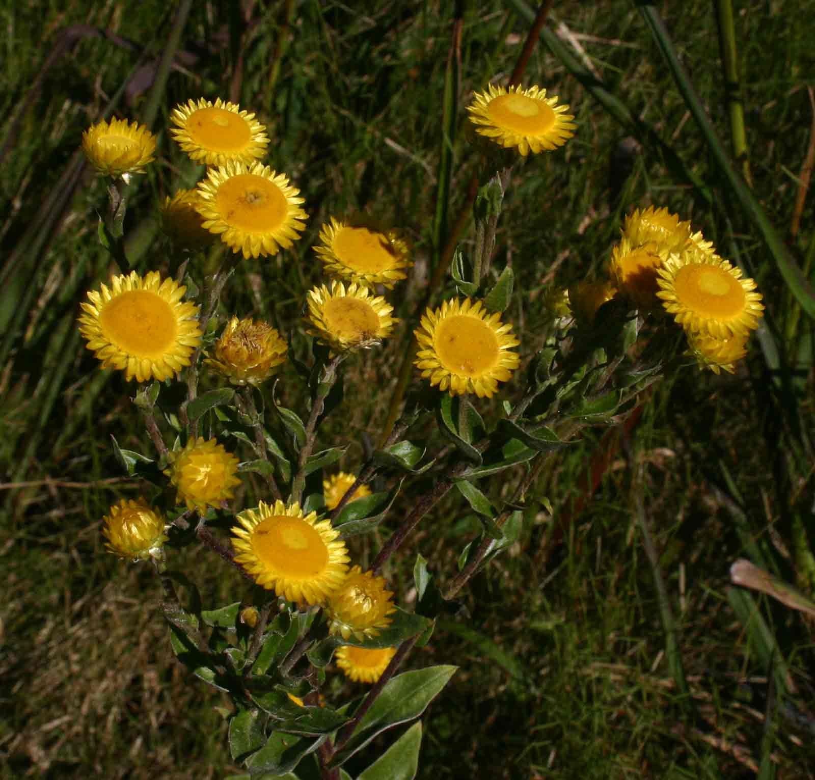 Helichrysum setosum Helichrysum setosum