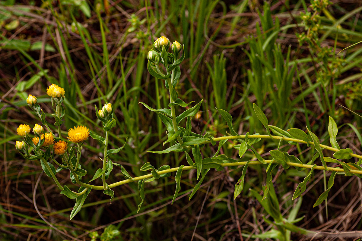 Helichrysum setosum