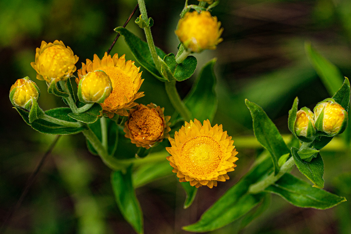 Helichrysum setosum