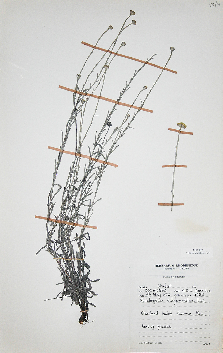 Helichrysum subglomeratum