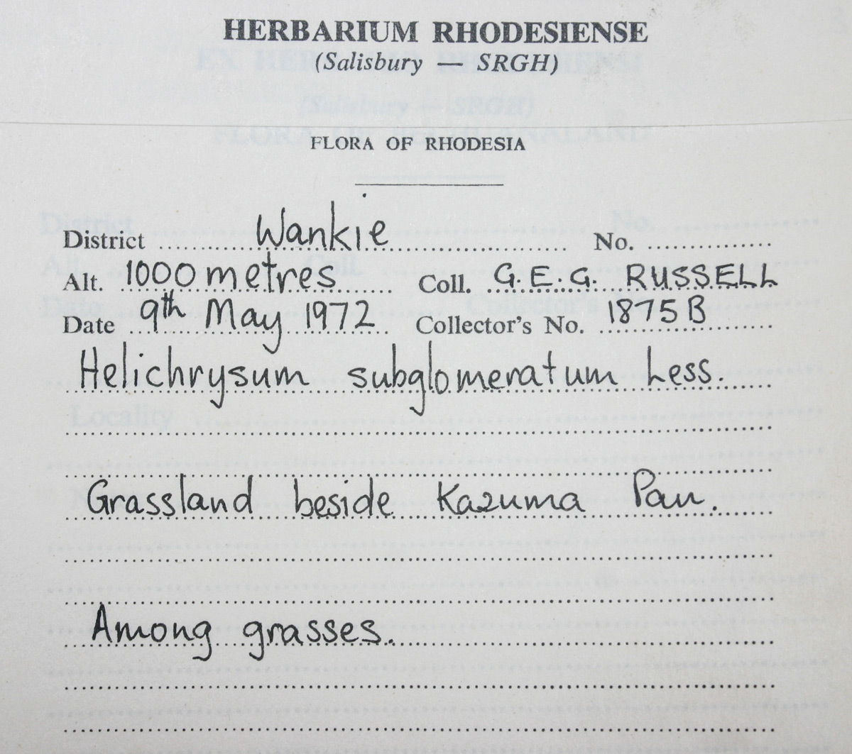 Helichrysum subglomeratum