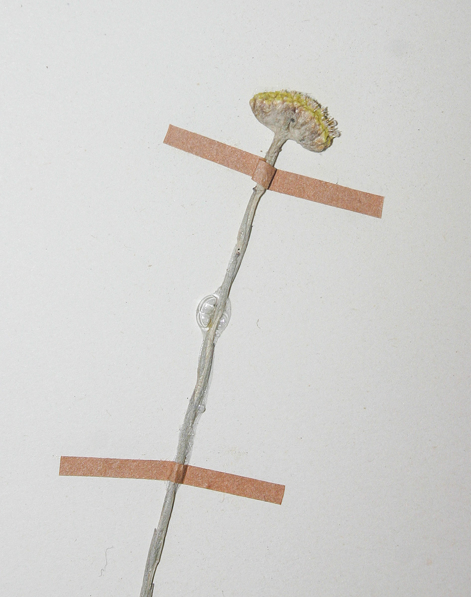 Helichrysum subglomeratum