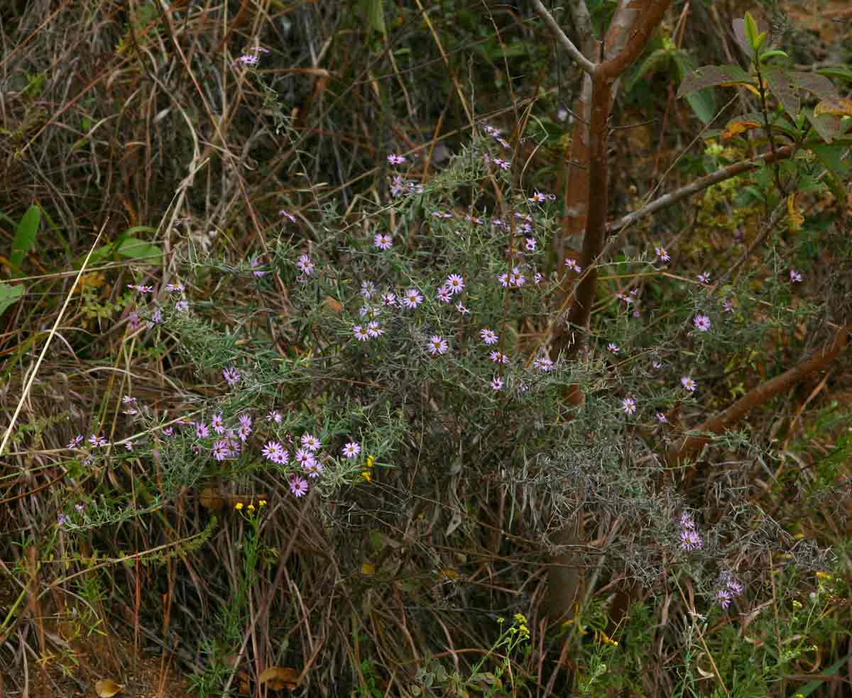 Athrixia rosmarinifolia var. rosmarinifolia