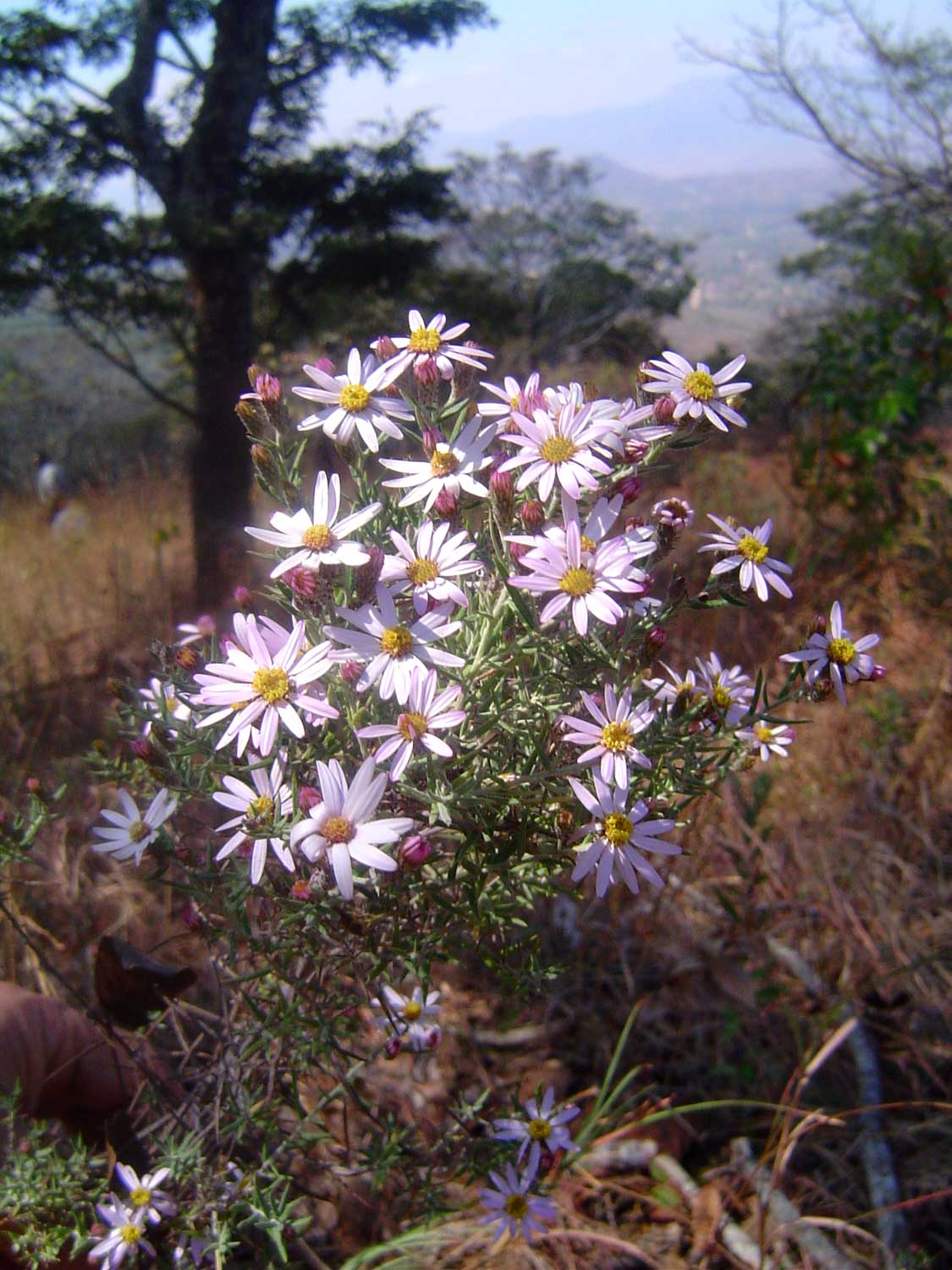Athrixia rosmarinifolia var. rosmarinifolia