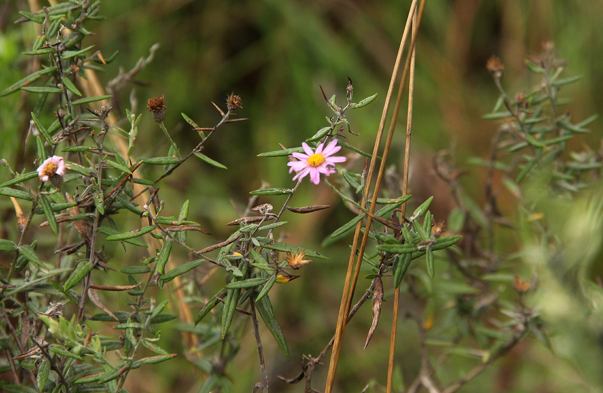 Athrixia rosmarinifolia var. rosmarinifolia