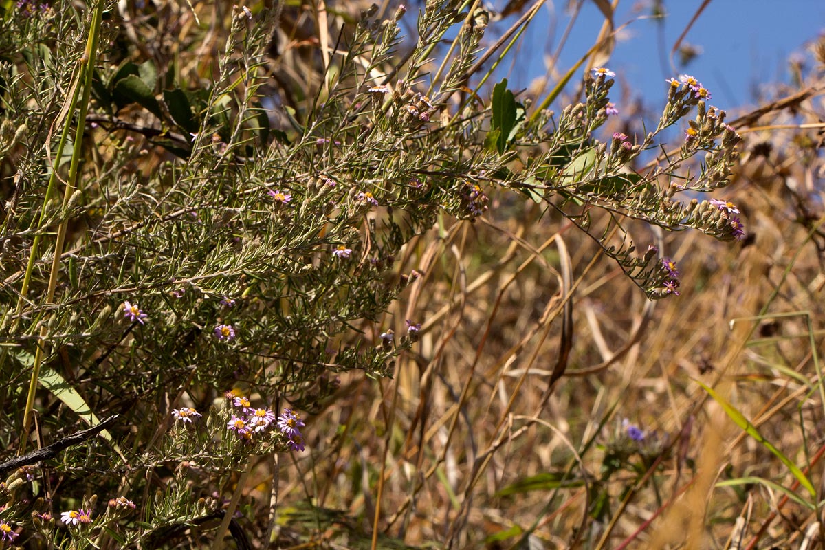 Athrixia rosmarinifolia var. foliosa