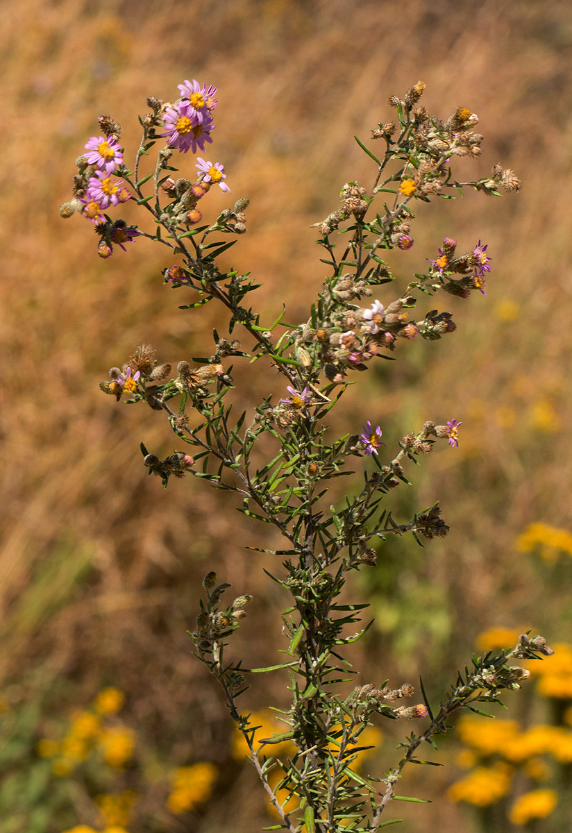 Athrixia rosmarinifolia var. foliosa
