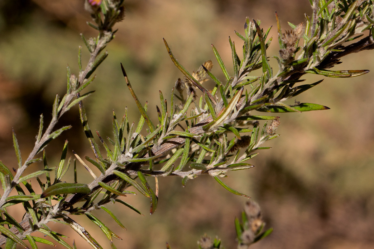 Athrixia rosmarinifolia var. foliosa Athrixia rosmarinifolia var. foliosa