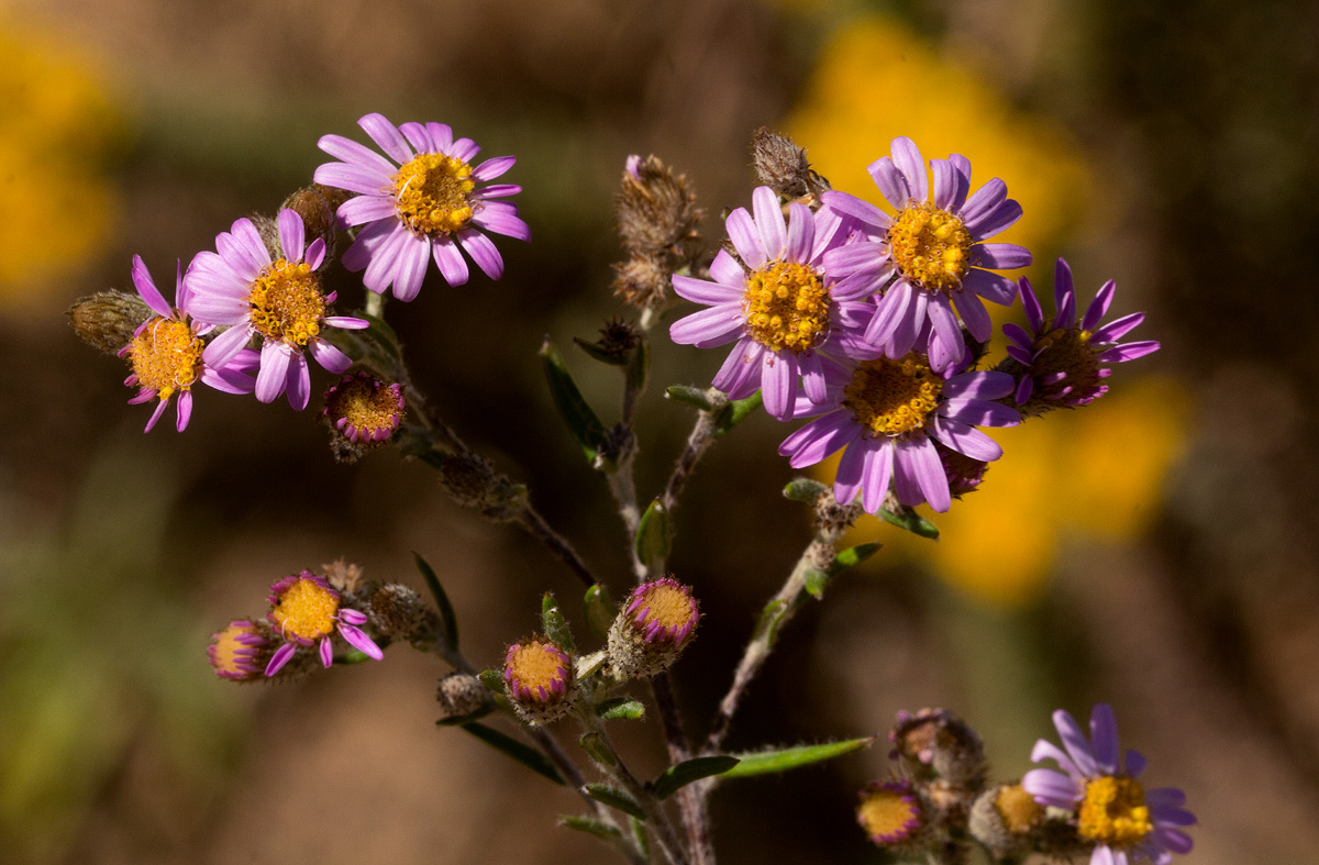 Athrixia rosmarinifolia var. foliosa