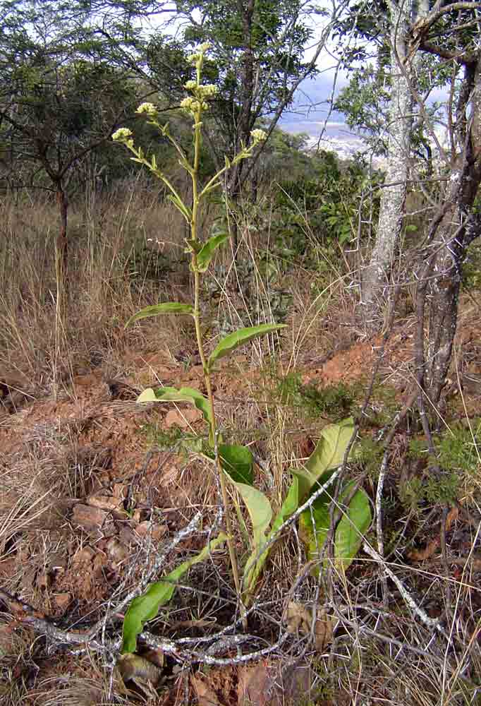 Inula glomerata