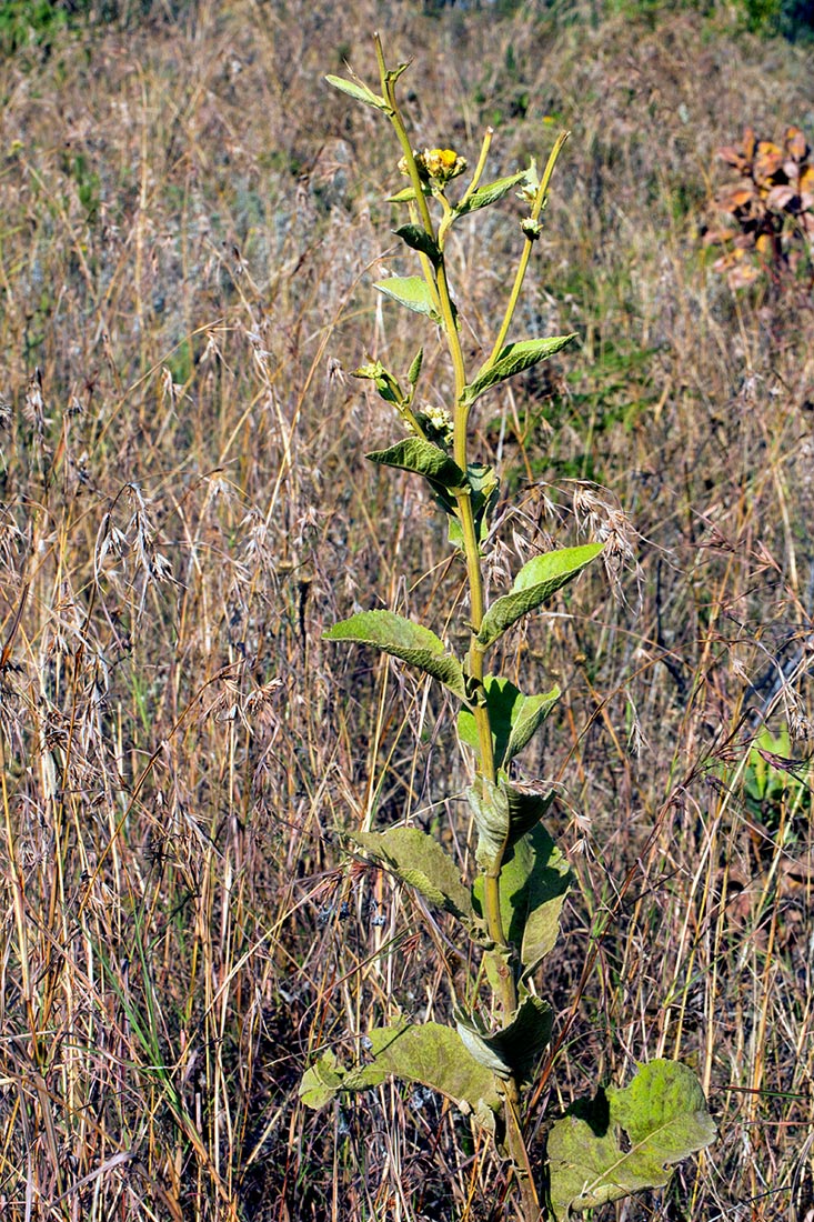 Inula glomerata Inula glomerata