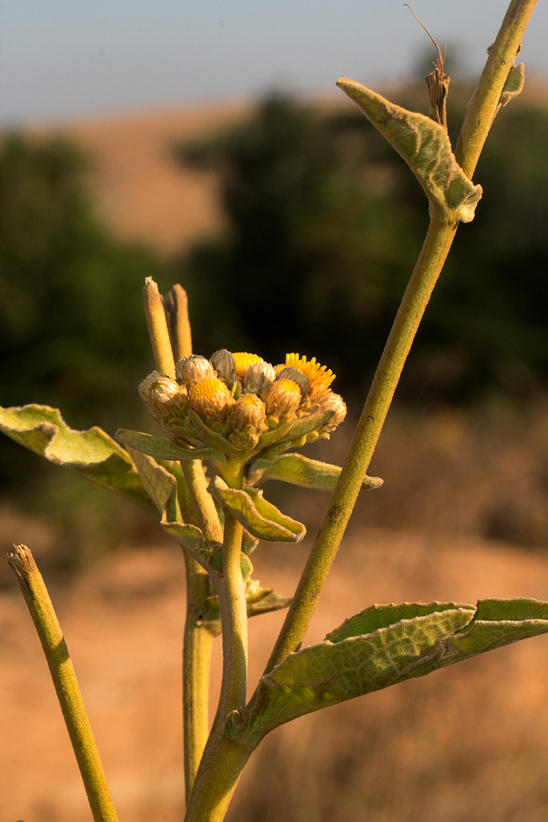 Inula glomerata