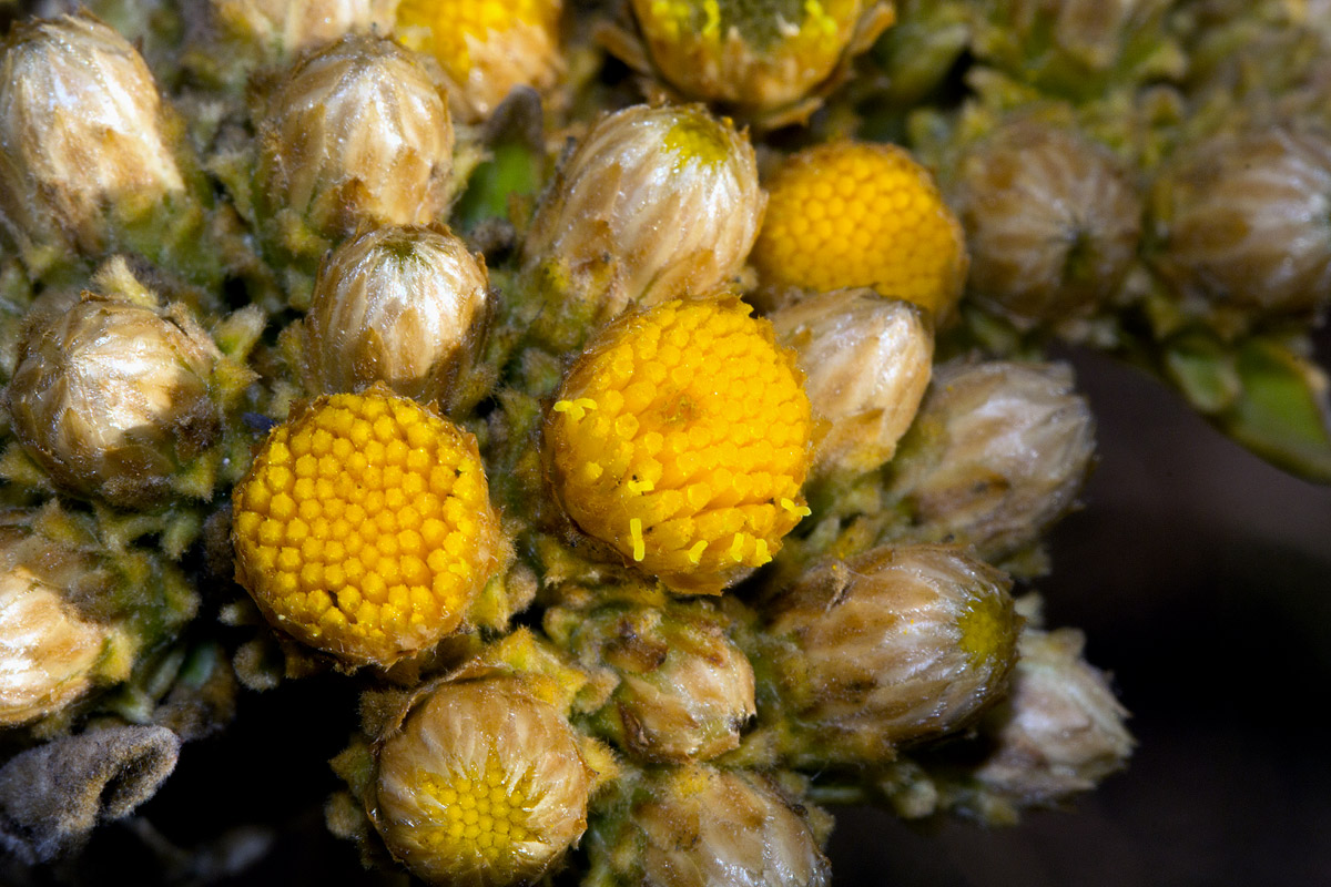 Inula glomerata Inula glomerata