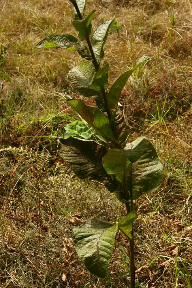 Inula glomerata