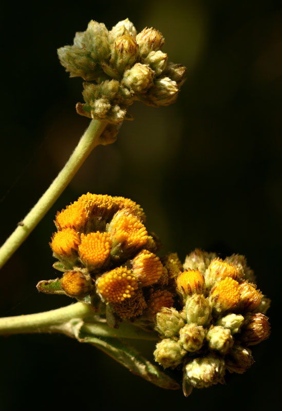 Inula glomerata