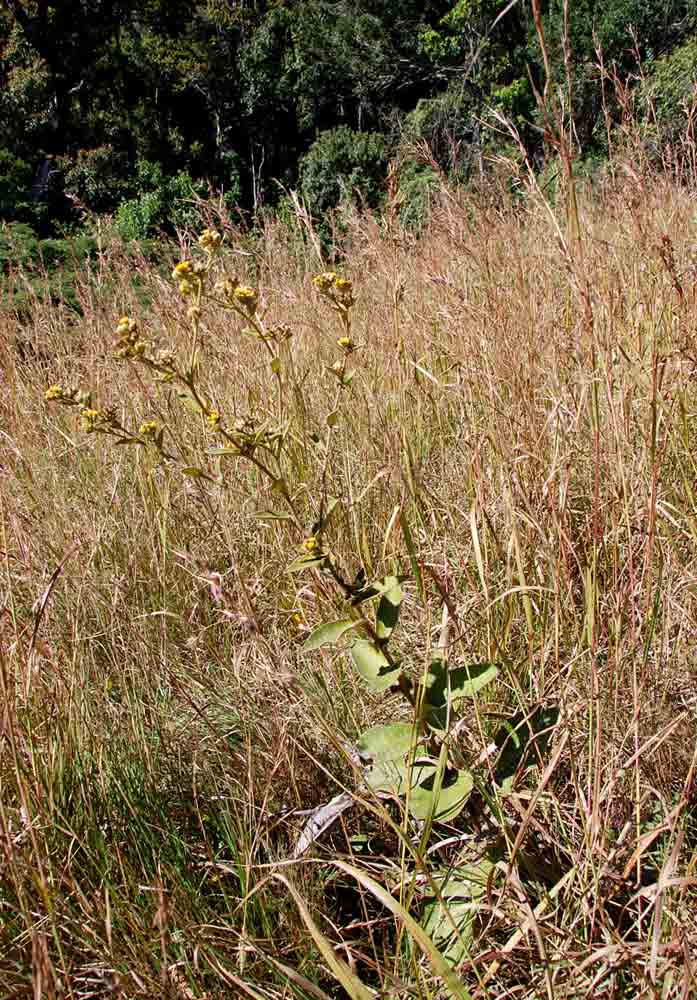 Inula glomerata