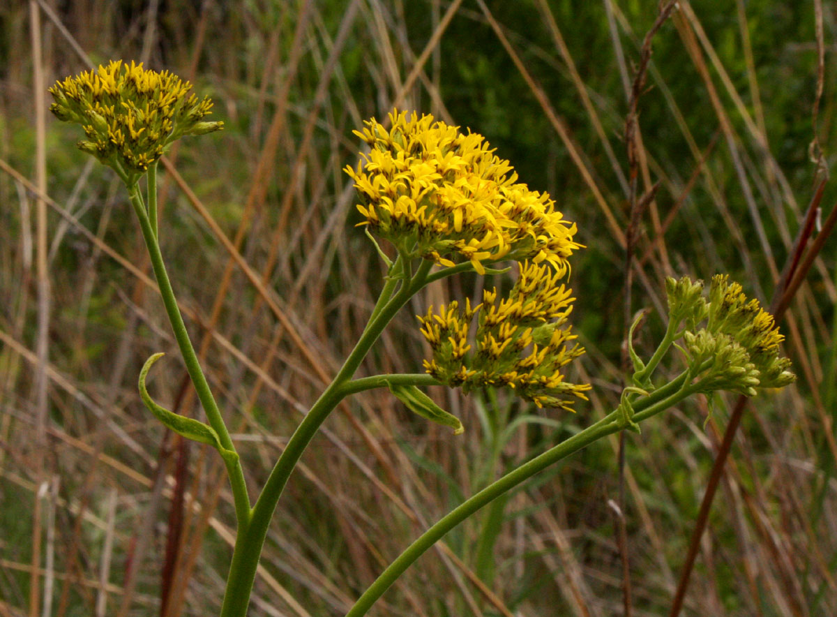 Monactinocephalus paniculatus