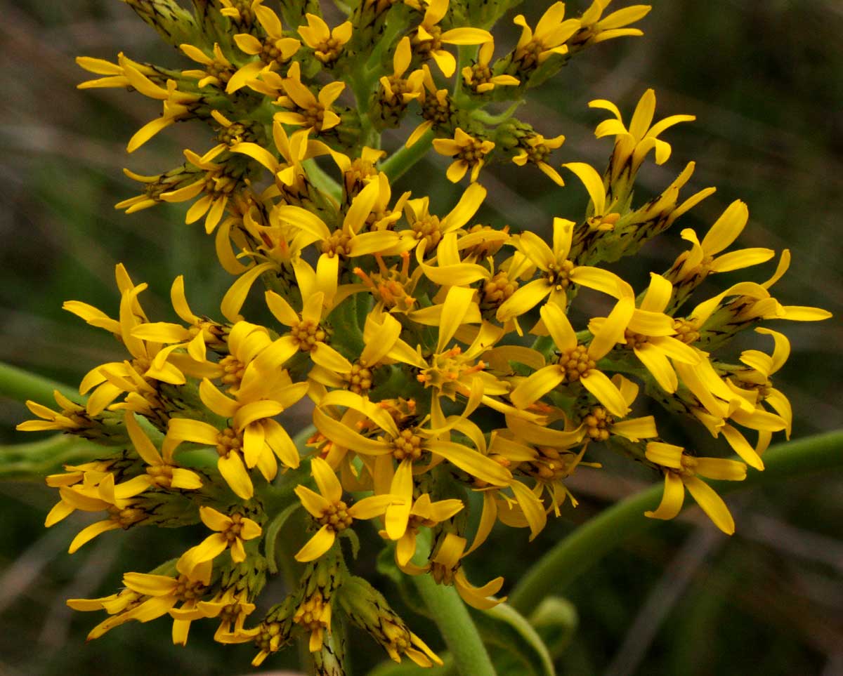 Monactinocephalus paniculatus