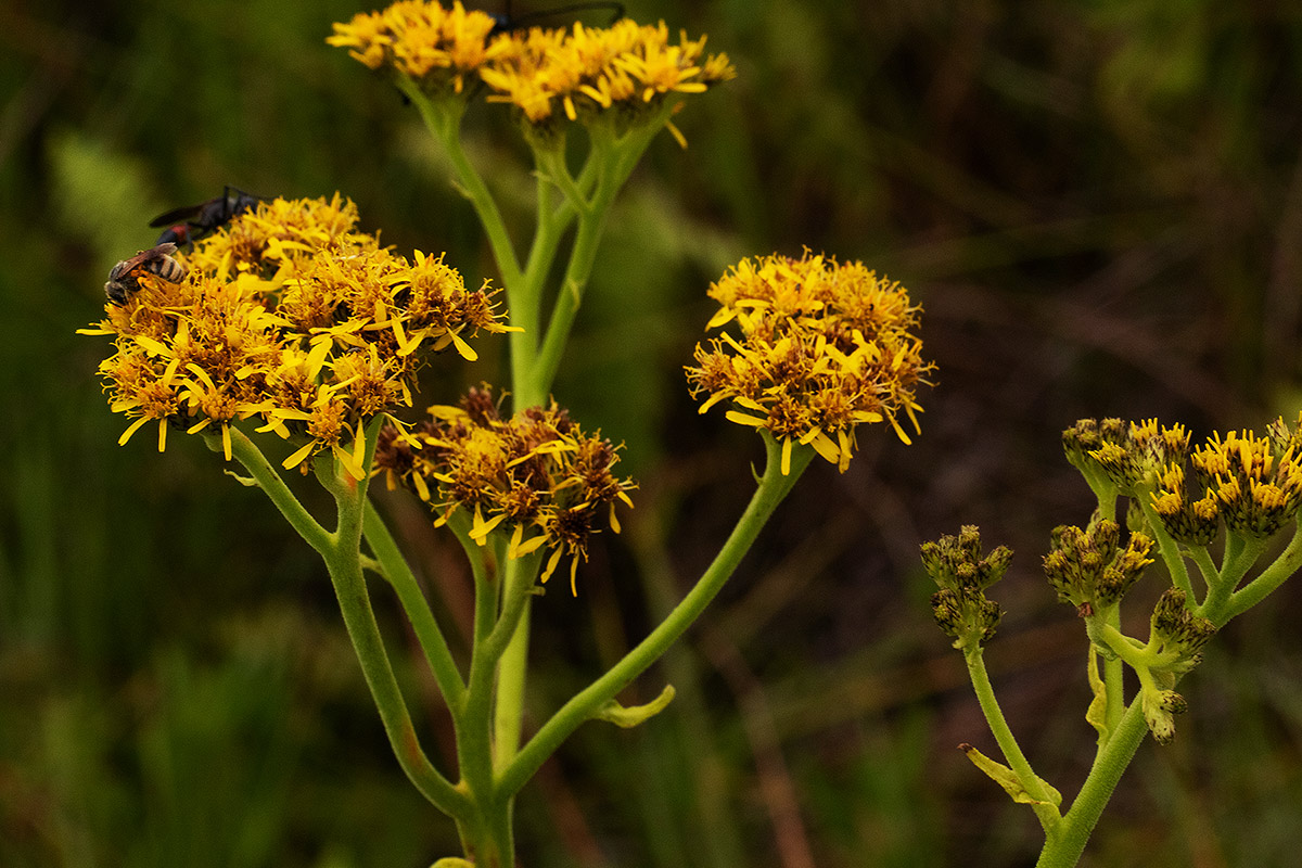 Monactinocephalus paniculatus