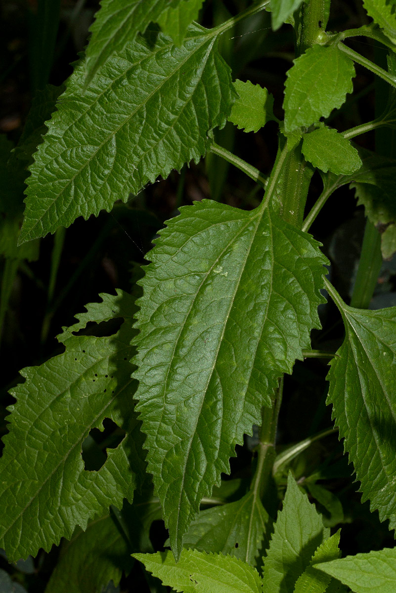 Calostephane divaricata