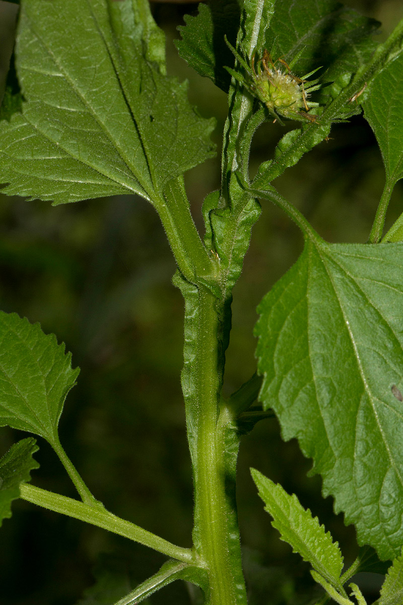 Calostephane divaricata