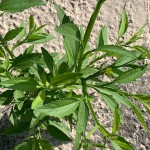 Calostephane divaricata