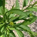 Calostephane divaricata