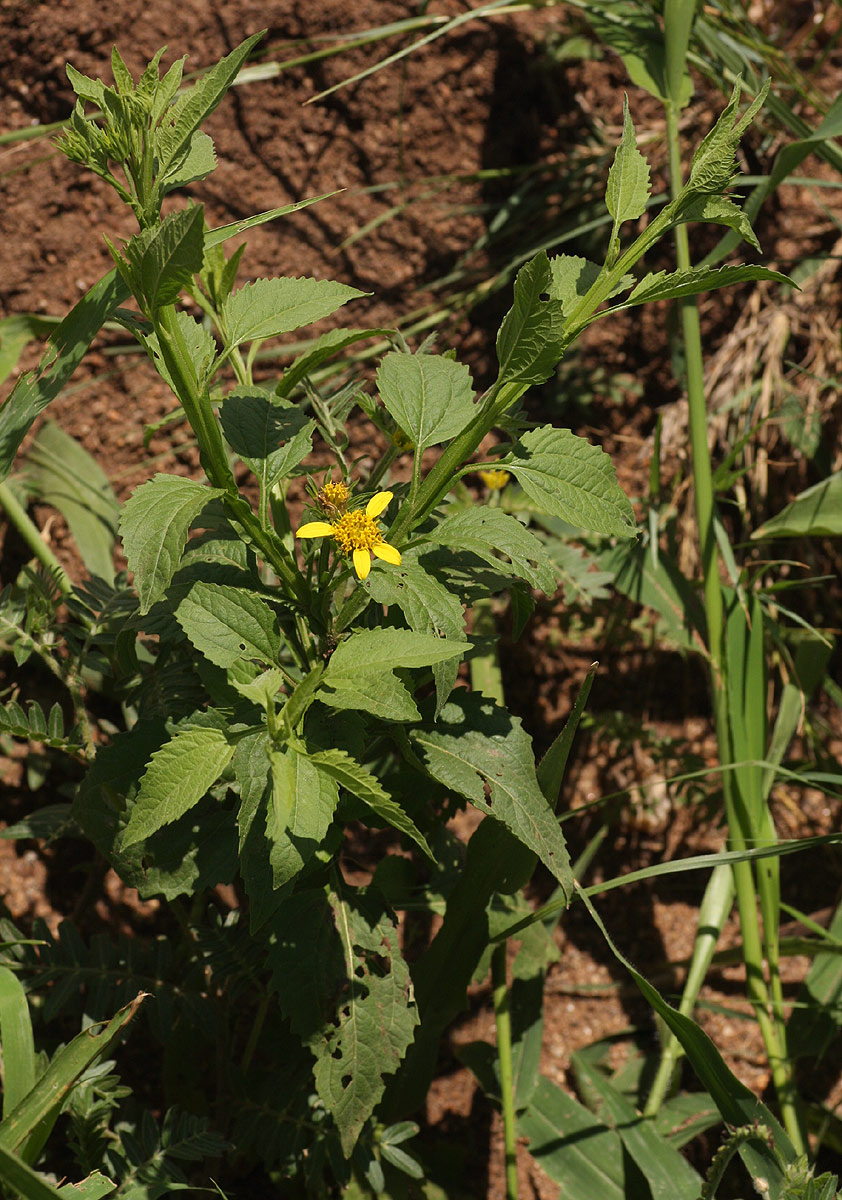 Calostephane divaricata