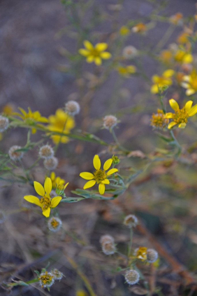 Calostephane divaricata