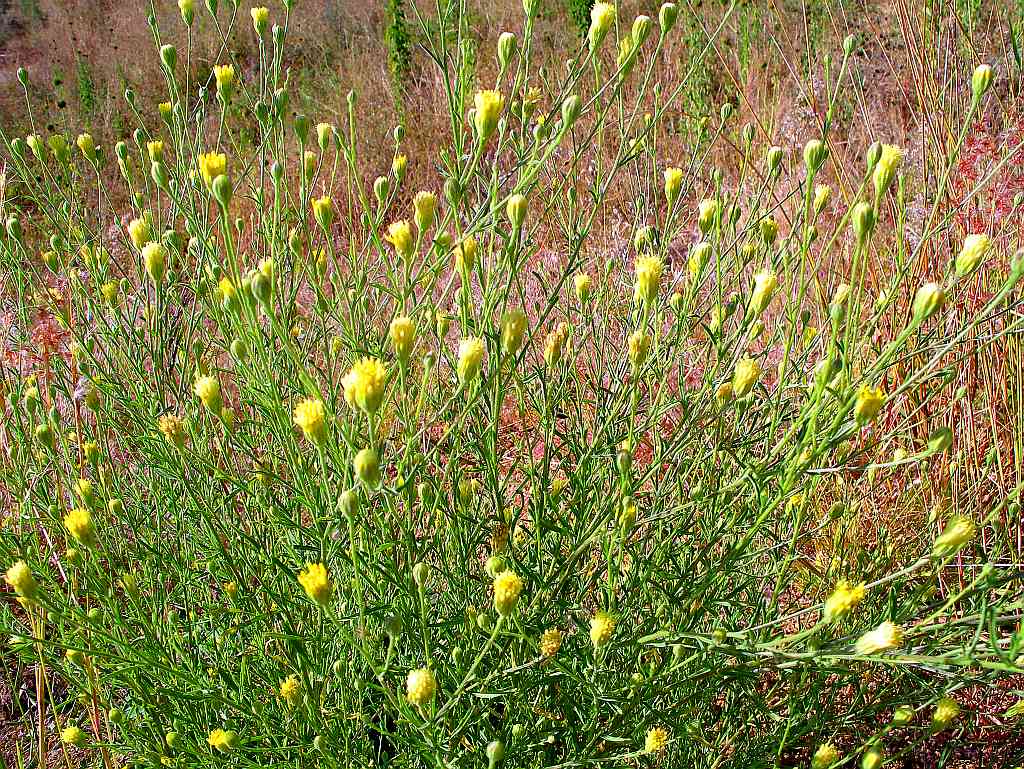 Pegolettia senegalensis