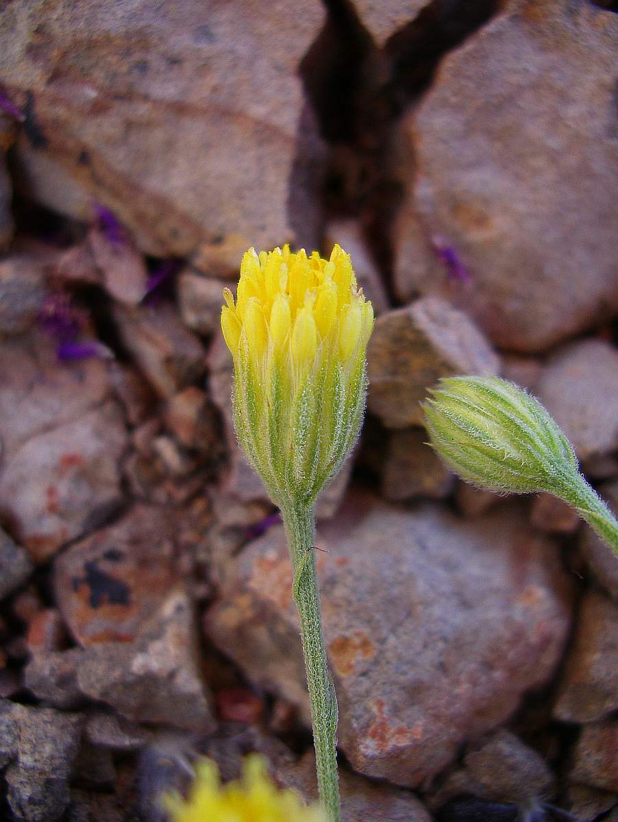 Pegolettia senegalensis