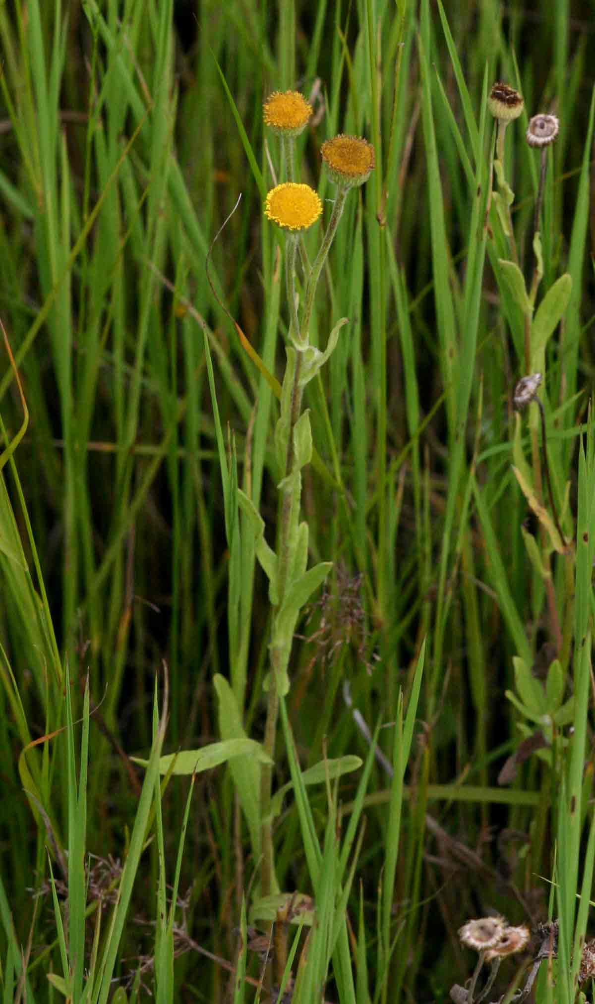 Pulicaria scabra